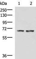 FNBP1L Polyclonal Antibody – Figure 1 of 4