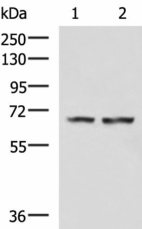 FNBP1L Polyclonal Antibody – Figure 1 of 4