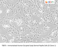Immortalized Human Occipital Scalp Dermal Papilla Cells (O Clone 1) | Applied Biological Materials (abm)