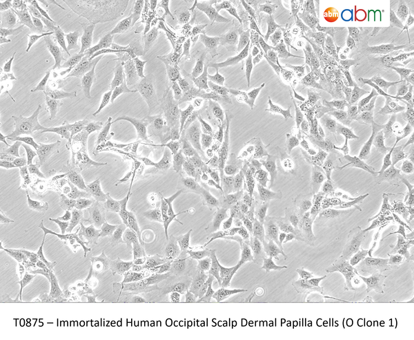 Immortalized Human Occipital Scalp Dermal Papilla Cells (O Clone 1) | Applied Biological Materials (abm)