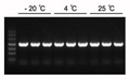 2×Hieff™ PCR Master Mix (With Dye)
