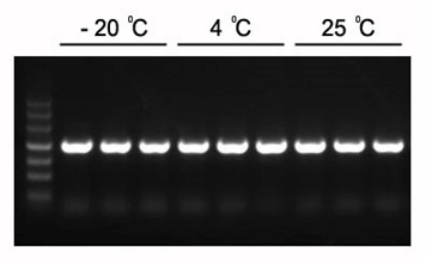 2×Hieff™ PCR Master Mix (With Dye)