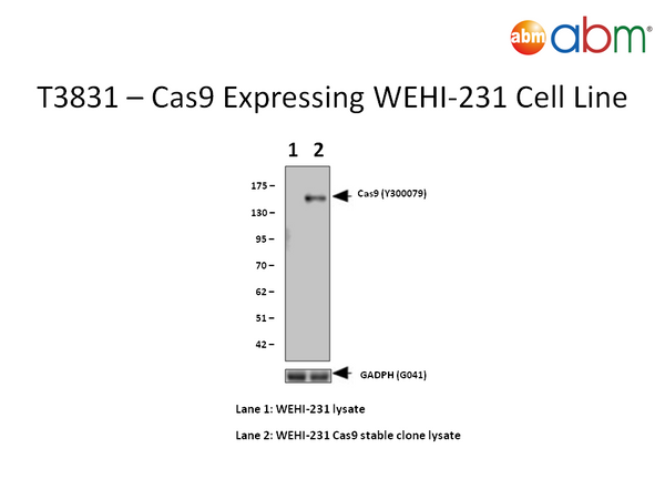 Cas9 Expressing WEHI-231 Cell Line | Applied Biological Materials (abm)