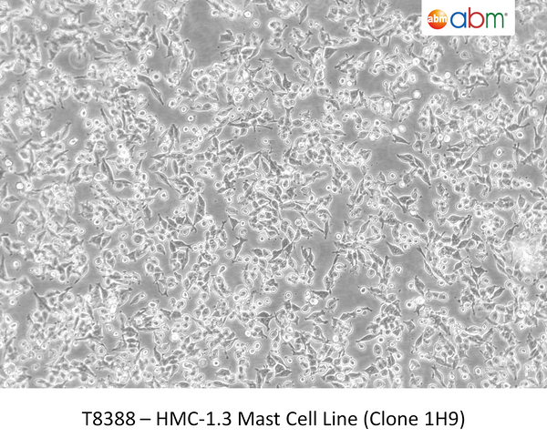 HMC-1.3 Mast Cell Line (Clone 1H9) ; <span style="color: #ef6331;">Not capable of histamine release (degranulation)</span> | Applied Biological Materials (abm)