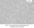 GFP Expressing Immortalized Pteronotus Mesoamericanus Fibroblasts | Applied Biological Materials (abm)