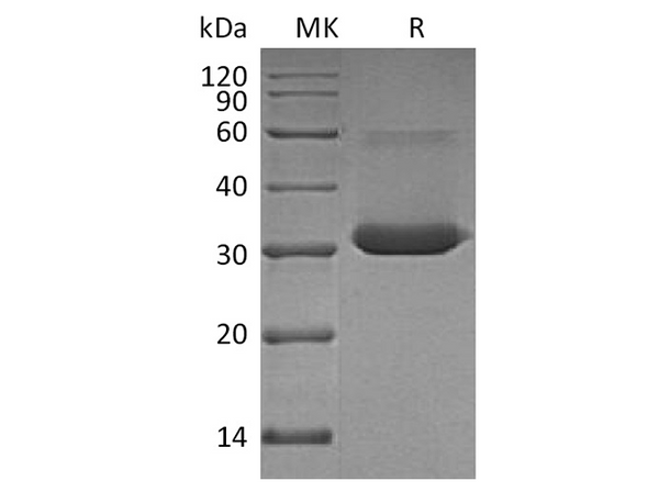 Recombinant Human IgG4-Fc Protein (aa 104-327, Leu325Pro) – Figure 1 of 2
