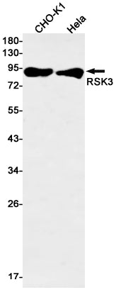 Recombinant RSK3 Monoclonal Antibody – Figure 1 of 3