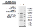 PDE1B (Rat), His-GST-tags Recombinant – Figure 1 of 2