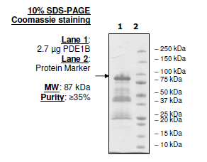 PDE1B (Rat), His-GST-tags Recombinant – Figure 1 of 2