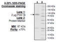 PDE1B, GST-tag Recombinant – Figure 1 of 2