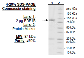 PDE1B, GST-tag Recombinant – Figure 1 of 2