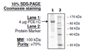 PDE1C (Mouse), GST-tag Recombinant – Figure 1 of 2