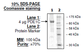 PDE1C (Mouse), GST-tag Recombinant – Figure 1 of 2