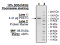 PDE1C, GST-Tag Recombinant – Figure 1 of 2