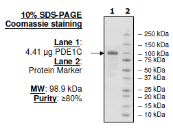 PDE1C, GST-Tag Recombinant – Figure 1 of 2