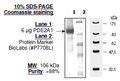 PDE2A, FLAG-tag Recombinant – Figure 1 of 2