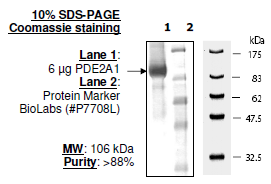 PDE2A, FLAG-tag Recombinant – Figure 1 of 2