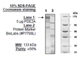 PDE2A (Rat), His-GST-tags Recombinant – Figure 1 of 2