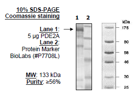 PDE2A (Rat), His-GST-tags Recombinant – Figure 1 of 2