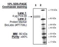PDE3B, GST-Tag Recombinant – Figure 1 of 2