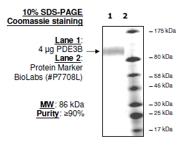 PDE3B, GST-Tag Recombinant – Figure 1 of 2
