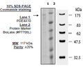 PDE4A10, GST-tag Recombinant – Figure 1 of 2
