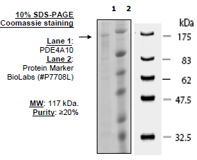 PDE4A10, GST-tag Recombinant – Figure 1 of 2