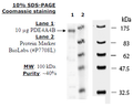 PDE4A4B, GST-tag Recombinant – Figure 1 of 4