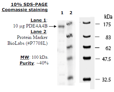 PDE4A4B, GST-tag Recombinant – Figure 1 of 4