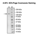 PDE4A Isoform 4, GST-Tag, His-Tag Recombinant – Figure 1 of 2