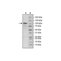 PDE4B1, GST-tag Recombinant – Figure 1 of 3