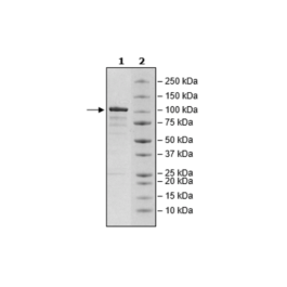 PDE4B1, GST-tag Recombinant – Figure 1 of 3