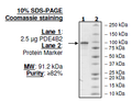 PDE4B2, GST-tag, His-tag Recombinant – Figure 1 of 2