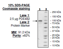 PDE4B2, GST-tag, His-tag Recombinant – Figure 1 of 2