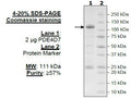 PDE4D7, GST-tag Recombinant – Figure 1 of 2