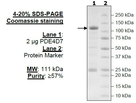 PDE4D7, GST-tag Recombinant – Figure 1 of 2