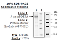 PDE5A1 (Mouse), GST-tag Recombinant – Figure 1 of 2