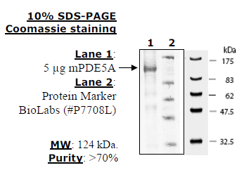 PDE5A1 (Mouse), GST-tag Recombinant – Figure 1 of 2
