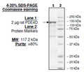 PDE4D (Rat), GST-tag Recombinant – Figure 1 of 2