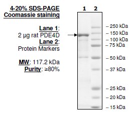PDE4D (Rat), GST-tag Recombinant – Figure 1 of 2