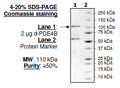 PDE4B (Dog), GST-tag Recombinant – Figure 1 of 2