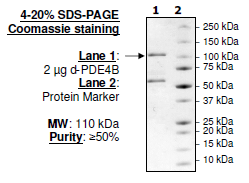 PDE4B (Dog), GST-tag Recombinant – Figure 1 of 2
