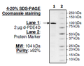 PDE4D (Dog), GST-tag Recombinant – Figure 1 of 2