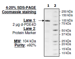PDE4D (Dog), GST-tag Recombinant – Figure 1 of 2