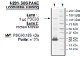 PDE6C, GST-Tag Recombinant – Figure 1 of 4