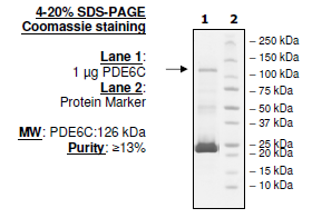 PDE6C, GST-Tag Recombinant – Figure 1 of 4