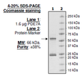 PDE7A, GST-Tag Recombinant – Figure 1 of 4