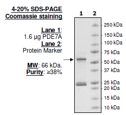 PDE7A, GST-Tag Recombinant – Figure 1 of 4