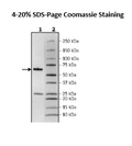 PDE7B, GST-tag, His-tag Recombinant – Figure 1 of 2
