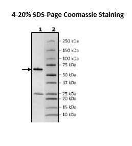 PDE7B, GST-tag, His-tag Recombinant – Figure 1 of 2